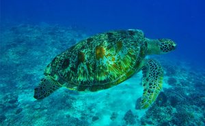 ウミガメ