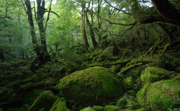 屋久島