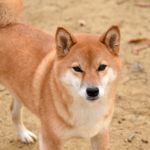 柴犬
