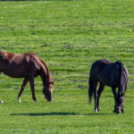 放牧中の馬